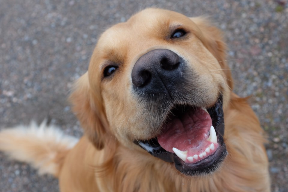 this is a photo of a golden retriever for dog licensing