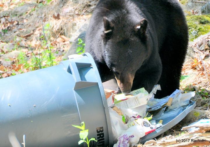 this is a photo of a bear going through a garbage can