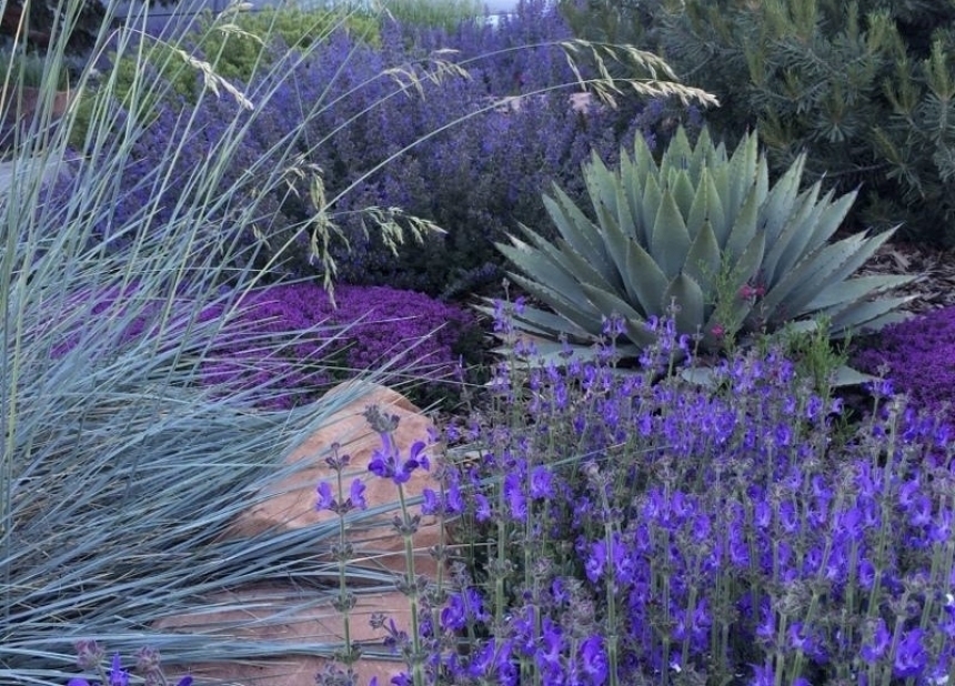 photo of a watersise garden