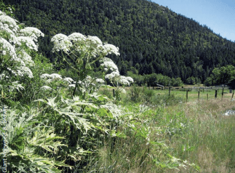 Giant hogweed