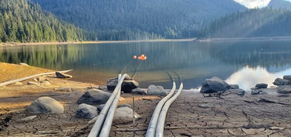 Siphons in the water at chapman Lake