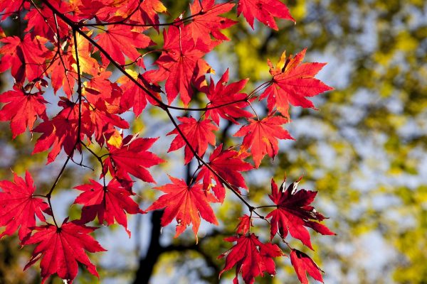Red Maple Leaves