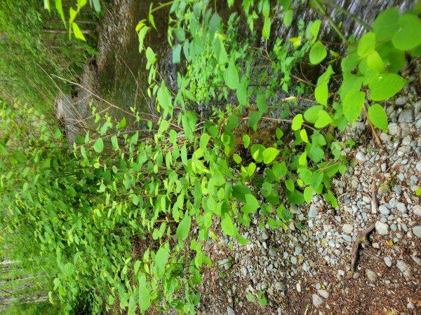 Knotweed in streambank Anderson Creek along path alternate view May 27 2024
