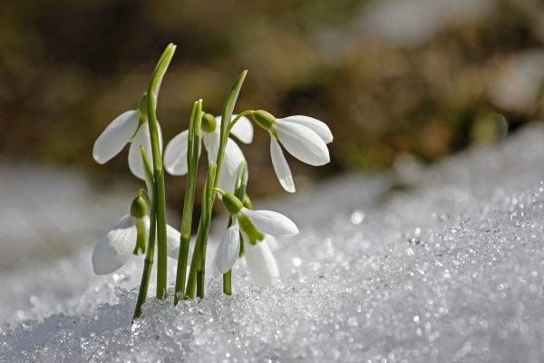 Snow drops in snow